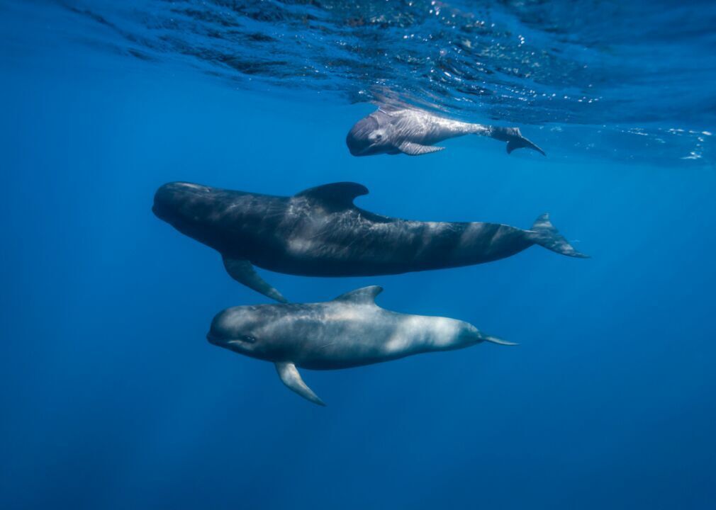 Whales